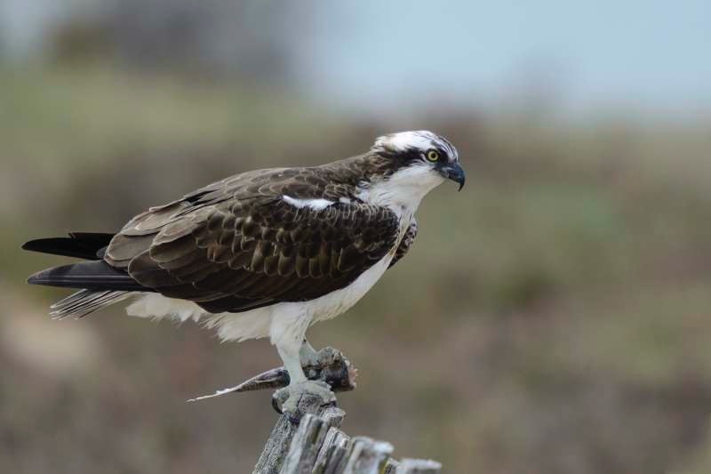 osprey new zealand